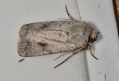 Proteuxoa amaurodes