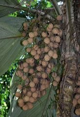 Pelagodoxa henryana
