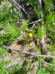 Packera pseudaurea