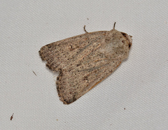 Proteuxoa leptochroa