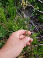 Packera pseudaurea
