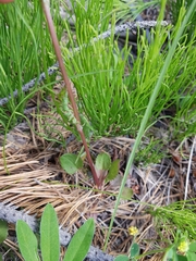 Packera pseudaurea