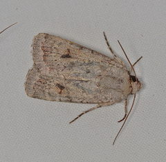 Proteuxoa amaurodes