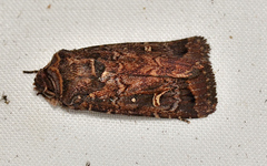 Proteuxoa hydraecioides