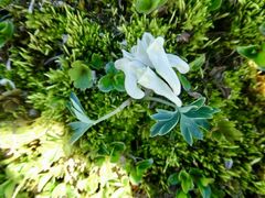 Corydalis arctica