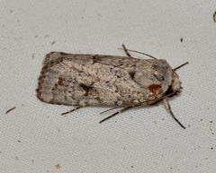 Proteuxoa amaurodes