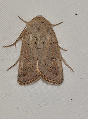 Proteuxoa leptochroa