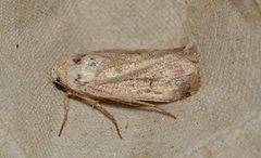 Proteuxoa cyanoloma