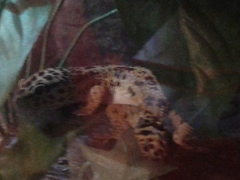 Eublepharis macularius