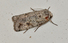 Proteuxoa amaurodes