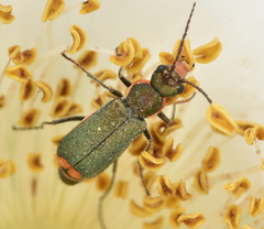 Clanoptilus marginellus