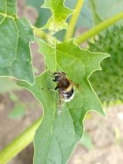 Eristalis intricaria