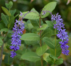 Petrea maynensis