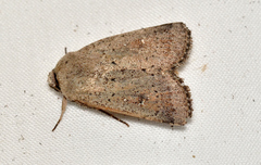 Proteuxoa leptochroa