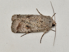 Proteuxoa amaurodes
