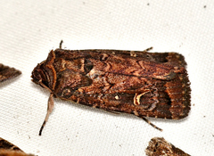 Proteuxoa hydraecioides