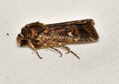 Proteuxoa hydraecioides