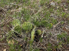 Opuntia cymochila