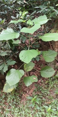 Clerodendrum canescens