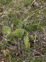 Opuntia cymochila