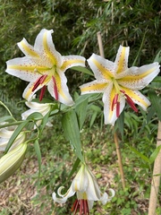 Lilium auratum