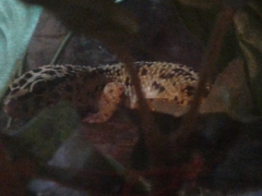 Eublepharis macularius