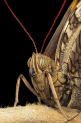Opsiphanes invirae amplificatus