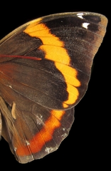 Opsiphanes invirae amplificatus