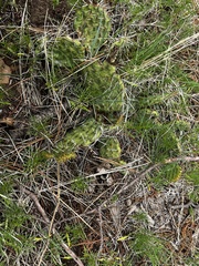 Opuntia cymochila