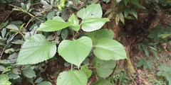 Clerodendrum canescens