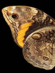 Opsiphanes invirae amplificatus