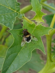 Eristalis intricaria