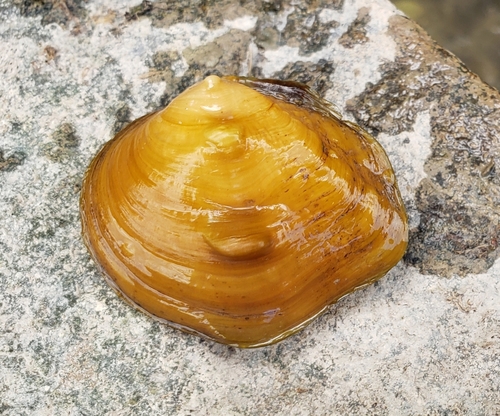 Obliquaria reflexa Rafinesque, 1820