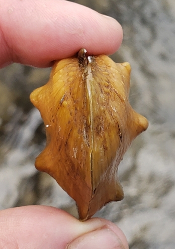 Three-horn Wartyback