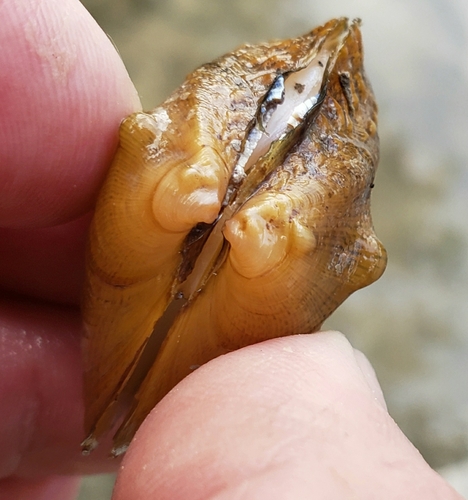 Three-horn Wartyback