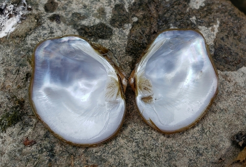 Three-horn Wartyback