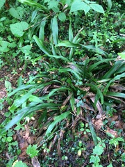 Carex fraseriana