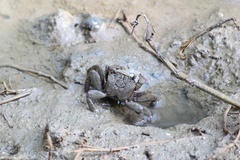 Episesarma versicolor