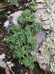 Sedum glaucophyllum