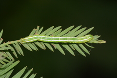 Cutina distincta