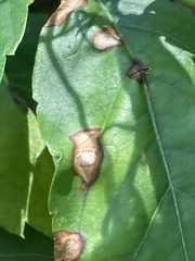 Phyllosticta parthenocissi