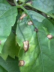 Phyllosticta parthenocissi