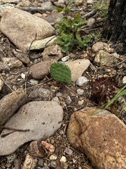 Opuntia cymochila