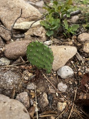 Opuntia cymochila