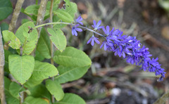 Petrea maynensis
