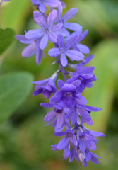 Petrea maynensis