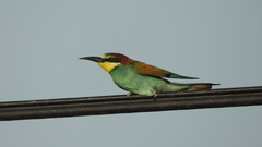 Merops apiaster