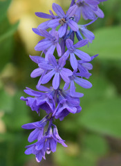 Petrea maynensis