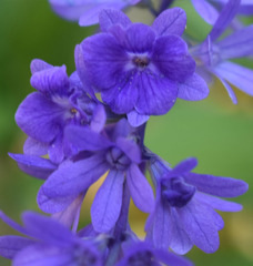 Petrea maynensis