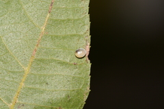 Amorpha juglandis